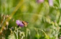 Papillon et fleur