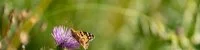 Papillon et fleur