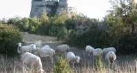 mouton causse