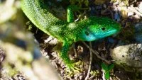 L&eacute;zard