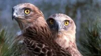 aigle 