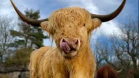 Vache parc du theil 
