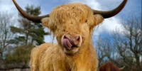 Vache parc du theil 