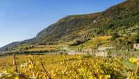 vignobles P&eacute;gariolles