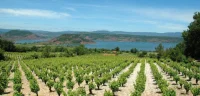 salagou vignes