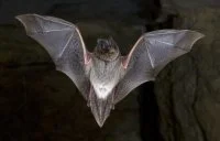 chauve souris &copy; CPIECM