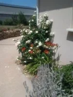 ACABA D'ENTRAR (09) &copy; Jardin