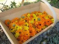 PANIER CALENDULA &copy; Magalie Feuillas