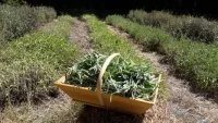 M F panier plantes &copy; Magalie Feuillas