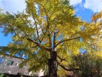 Ginkgo Biloba &copy; Antonnella Kadouche