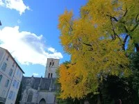 Ginkgo Biloba &copy; Antonnella Kadouche