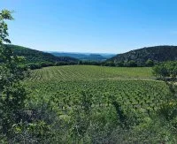 vignes mas lasta &copy; Mas lasta