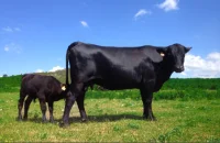 angus &copy; Les barasquettes