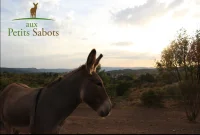&acirc;ne &copy; Aux petits sabots
