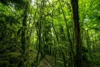 For&ecirc;t de l'Escandorgue &copy; Vincent BARTOLI - CC Lod&eacute;vois et Larzac
