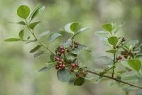 Nerprun Alaterne &copy; Association Sauvegarde Patrimoine et Environnement de Soub&egrave;s