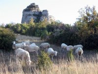 moutons causse Larzac - CCLL © CCLL